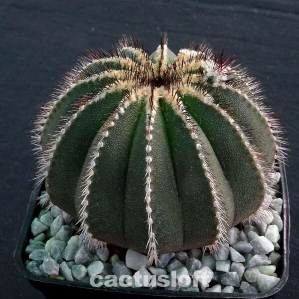 Uebelmannia pectinifera Black Form
