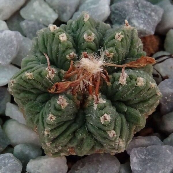 Aztekium ritteri