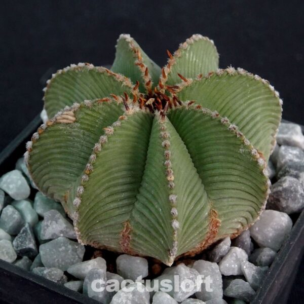 Aztekium hintonii  Galeana
