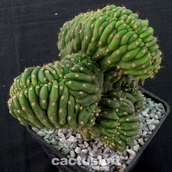 Trichocereus