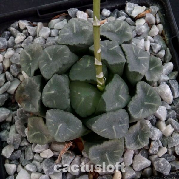 Haworthia maughanii cv. Margherita