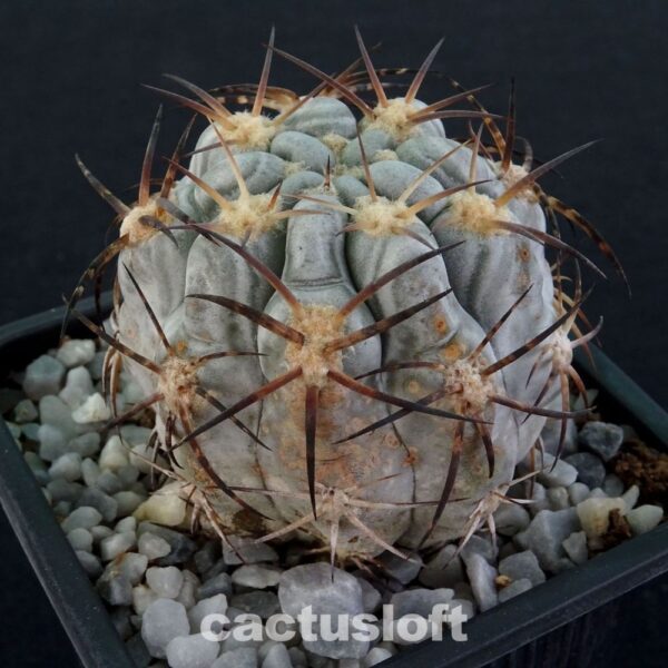Acanthocalycium