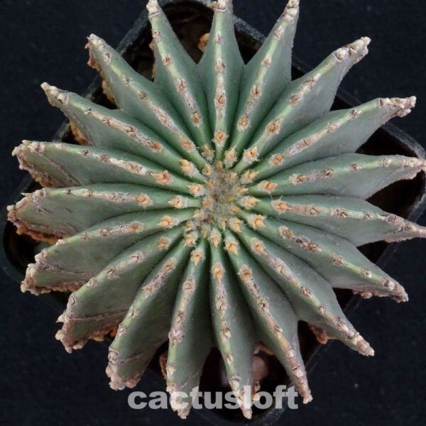 Geohintonia mexicana