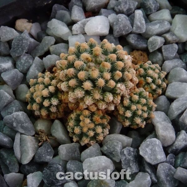 Pediocactus
