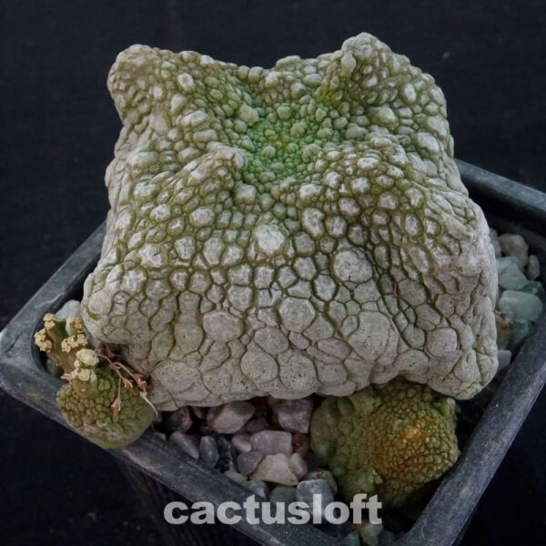 Pseudolithos cubiformis